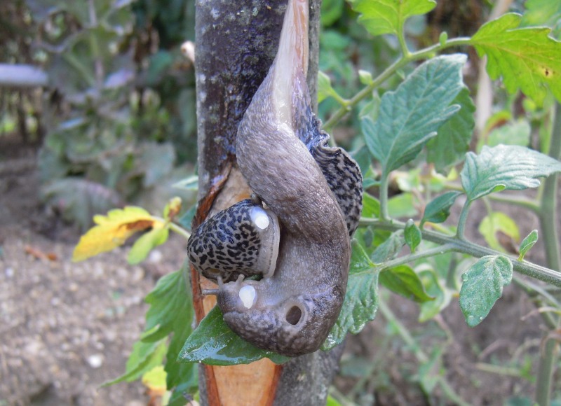 Limax del maximus-gruppo in accoppiamento da Cosenza